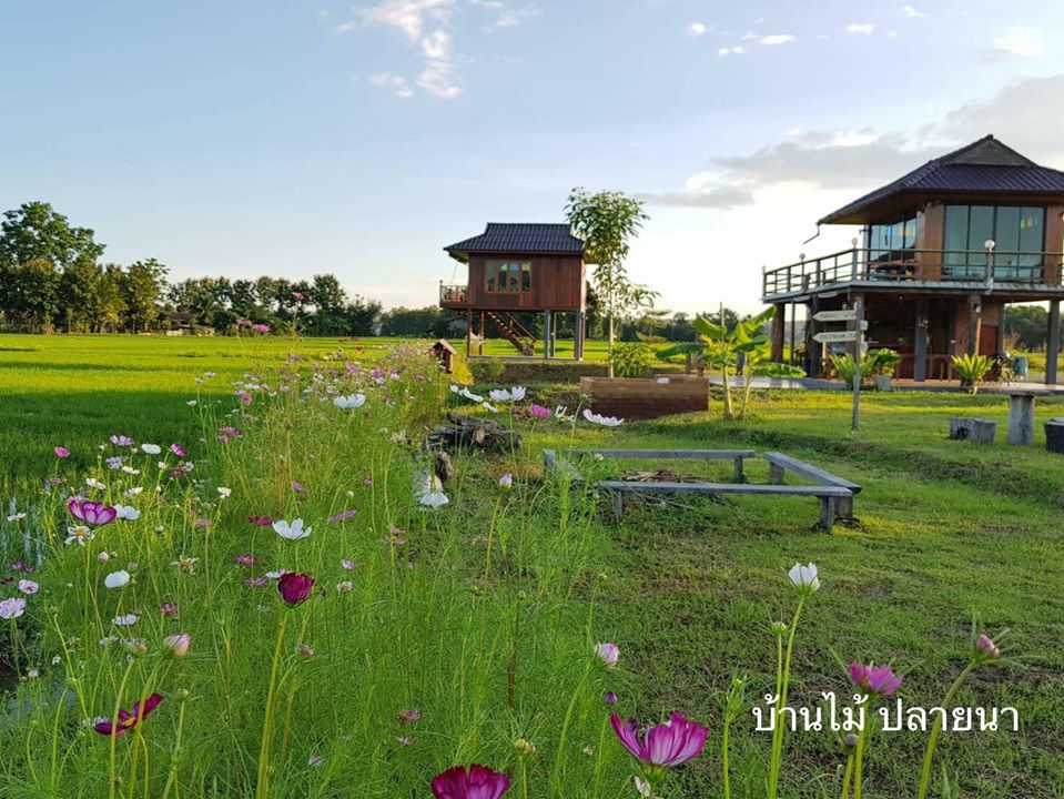 บ้านไม้ ปลายนา